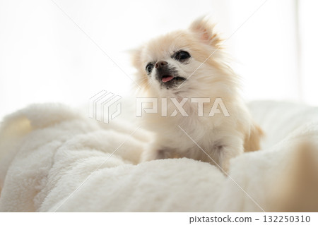 Chihuahua  132250310