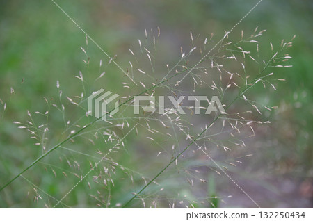 Kazekusa Kazekusa 132250434