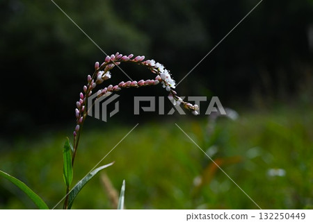 Flowers of the Japanese knotweed 132250449