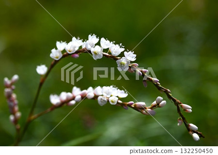 Flowers of the Japanese knotweed 132250450