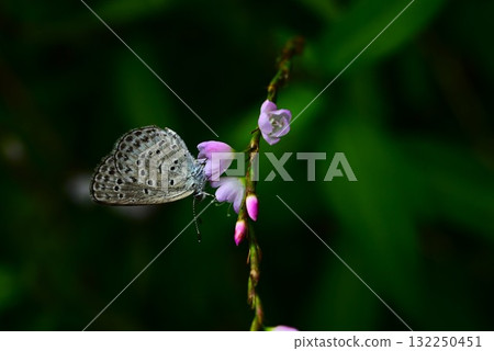 Flowers of the Japanese knotweed 132250451