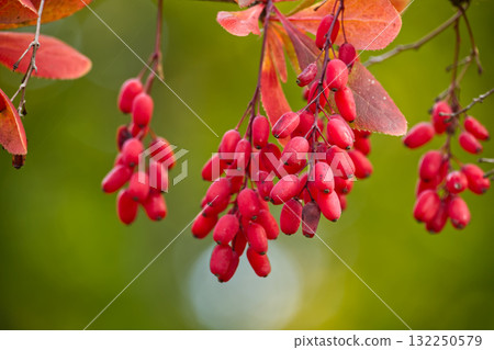 Close-up of vibrant red barberries with green background in natural light Close-up of vibrant red barberries with green background in natural light 132250579