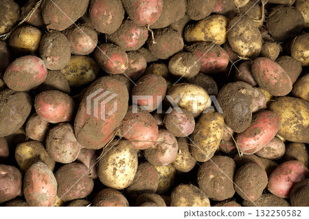 Freshly harvested potatoes from an organic farm, covered in soil. 132250582