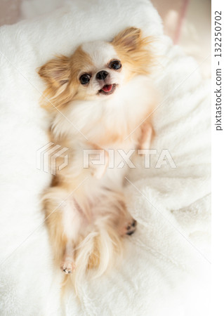 吉娃娃仰臥 132250702