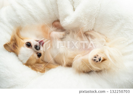 吉娃娃仰臥 吉娃娃仰臥 132250703