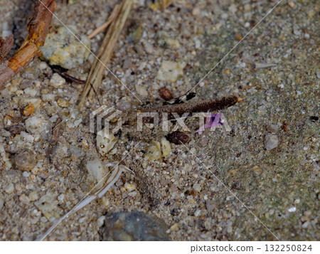 蚱蜢科 (Aetodon tetrigidae) 的偽裝 蚱蜢科 (Aetodon tetrigidae) 的偽裝 132250824