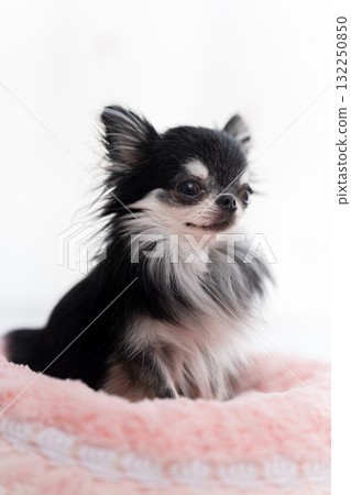 Chihuahua  132250850