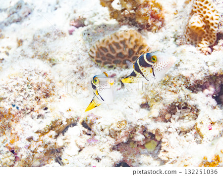 A cute striped angelfish. Beautiful coral reefs and schools of tropical fish. Okinawa Prefecture, Shimajiri District, Kerama Islands, Zamami Island, Amuro Island 2025 A cute striped angelfish. Beautiful coral reefs and schools of tropical fish. Okinawa Prefecture, Shimajiri District, Kerama Islands, Zamami Island, Amuro Island 2025 132251036