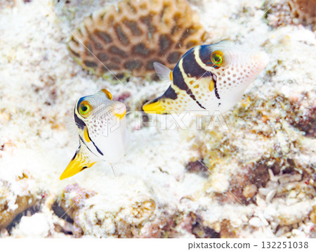 可愛的條紋神仙魚。美麗的珊瑚礁和熱帶魚群。沖繩縣島尻郡慶良間諸島座間味島阿室島2025 132251038