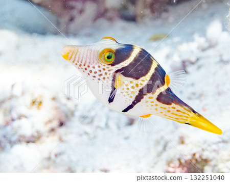 A cute striped angelfish. Beautiful coral reefs and schools of tropical fish. Okinawa Prefecture, Shimajiri District, Kerama Islands, Zamami Island, Amuro Island 2025 132251040