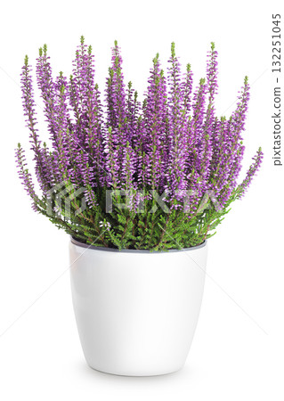 Blooming heather flowers in a pot isolated on a white background. Bush of flowering plants. Blooming heather flowers in a pot isolated on a white background. Bush of flowering plants. 132251045