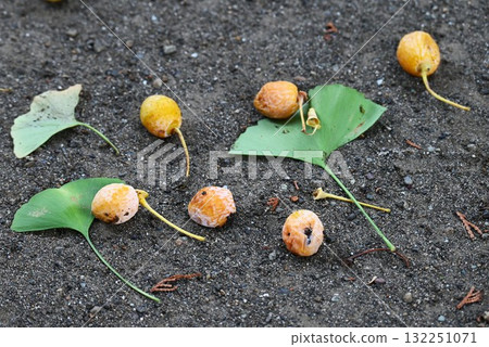 銀杏果、銀杏果和銀杏葉:秋天的象徵 銀杏果、銀杏果和銀杏葉:秋天的象徵 132251071