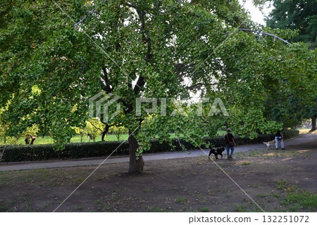 銀杏果、銀杏果和銀杏葉：秋天的象徵 132251072