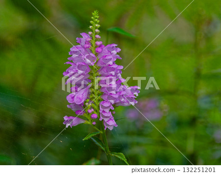 Flowers of Lamiaceae Flowers of Lamiaceae 132251201
