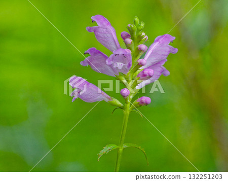 唇形科的花 132251203