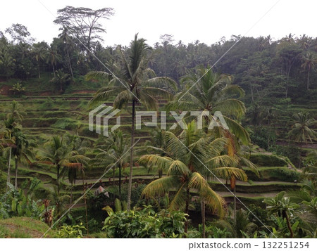 Tegallalang, Bali Tegallalang, Bali 132251254