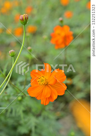 黃波斯菊 黃波斯菊 132251323