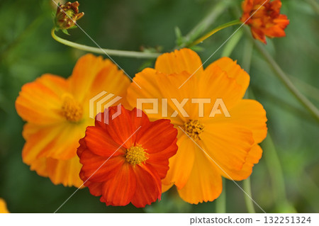 黃波斯菊 黃波斯菊 132251324