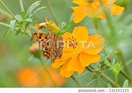 Yellow cosmos and leopard butterflies Yellow cosmos and leopard butterflies 132251325