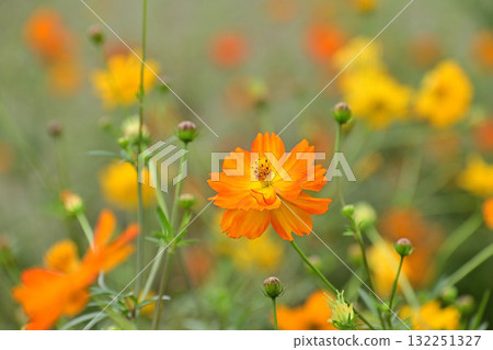 黃波斯菊 黃波斯菊 132251327