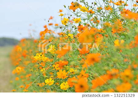 黃波斯菊 黃波斯菊 132251329