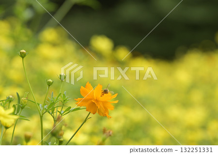 黃波斯菊 黃波斯菊 132251331