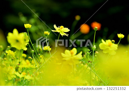 黃波斯菊 黃波斯菊 132251332