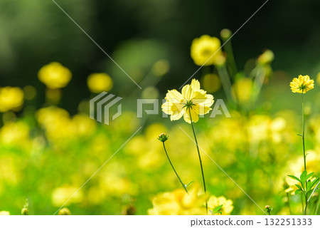 黃波斯菊 黃波斯菊 132251333