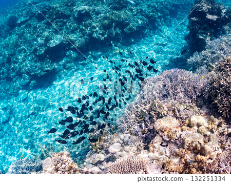 成群的長岡座和其他魚類。美麗的珊瑚礁和成群的熱帶魚。沖繩縣島尻郡慶良間諸島阿室島座間味島 - 2025 成群的長岡座和其他魚類。美麗的珊瑚礁和成群的熱帶魚。沖繩縣島尻郡慶良間諸島阿室島座間味島 - 2025 132251334