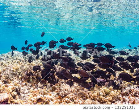 成群的長岡座和其他魚類。美麗的珊瑚礁和成群的熱帶魚。沖繩縣島尻郡慶良間諸島阿室島座間味島 - 2025 132251335