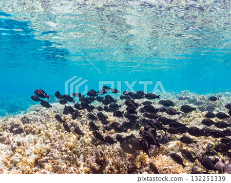 成群的長岡座和其他魚類。美麗的珊瑚礁和成群的熱帶魚。沖繩縣島尻郡慶良間諸島阿室島座間味島 - 2025 成群的長岡座和其他魚類。美麗的珊瑚礁和成群的熱帶魚。沖繩縣島尻郡慶良間諸島阿室島座間味島 - 2025 132251339