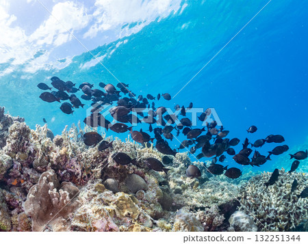成群的長岡座和其他魚類。美麗的珊瑚礁和成群的熱帶魚。沖繩縣島尻郡慶良間諸島阿室島座間味島 - 2025 132251344