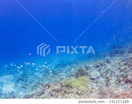 Beautiful bonito and other fish. Beautiful coral reefs and schools of tropical fish. Okinawa Prefecture, Shimajiri District, Kerama Islands, Zamami Island, Amuro Island - 2025 132251388