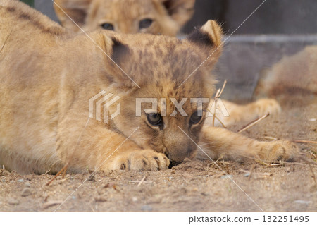 Lion cub smelling the soil 132251495