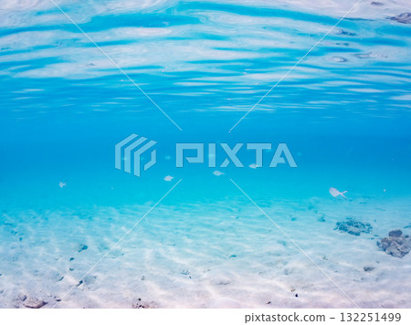 從水面拍攝到的一群美麗的小鰺魚。美麗的珊瑚礁和熱帶魚群。沖繩縣島尻郡慶良間諸島座間味島和阿室島 從水面拍攝到的一群美麗的小鰺魚。美麗的珊瑚礁和熱帶魚群。沖繩縣島尻郡慶良間諸島座間味島和阿室島 132251499
