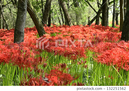 Higambuna Higambuna 132251562