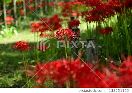 Higambuna Higambuna 132251563