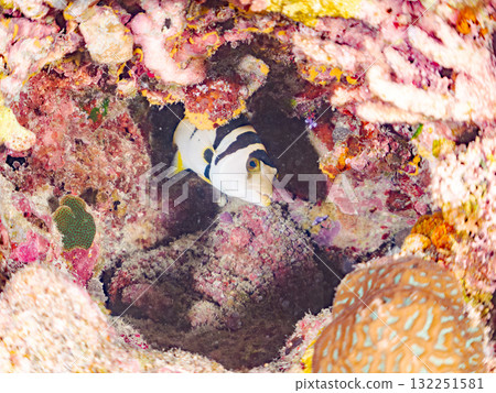 美麗的珊瑚礁魚幼魚和其他魚類。美麗的珊瑚礁和熱帶魚群。沖繩縣島尻郡慶良間諸島座間味島阿室島 2025 132251581