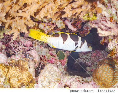 美麗的珊瑚礁魚幼魚和其他魚類。美麗的珊瑚礁和熱帶魚群。沖繩縣島尻郡慶良間諸島座間味島阿室島 2025 132251582