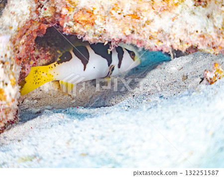 美麗的珊瑚礁魚幼魚和其他魚類。美麗的珊瑚礁和熱帶魚群。沖繩縣島尻郡慶良間諸島座間味島阿室島 2025 132251587