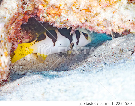 Beautiful young coral reef fish and other fish. Beautiful coral reefs and schools of tropical fish. Okinawa Prefecture, Shimajiri District, Kerama Islands, Zamami Island, Amuro Island 2025 132251589