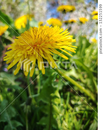Close up of a bright yellow dandelion flower. 132251599