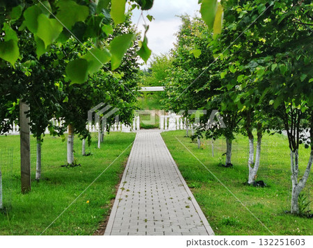 Paved pathway lined with trees in a green park. Paved pathway lined with trees in a green park. 132251603