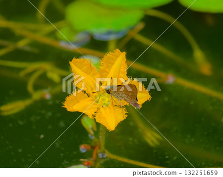 莕菜毛皮開花 132251659