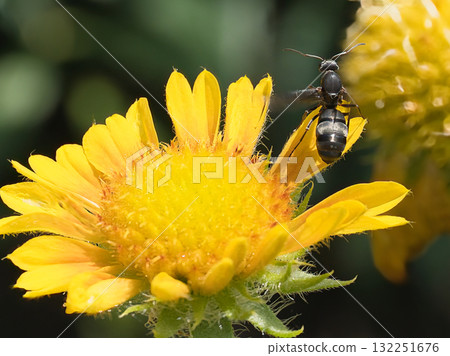 尋找食物的黑山蟻 132251676