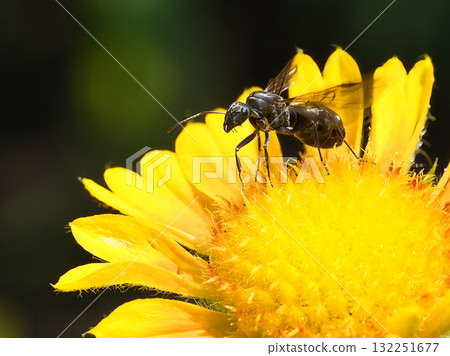 尋找食物的黑山蟻 132251677