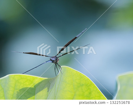 Dragonfly sticking to lotus leaves Dragonfly sticking to lotus leaves 132251678