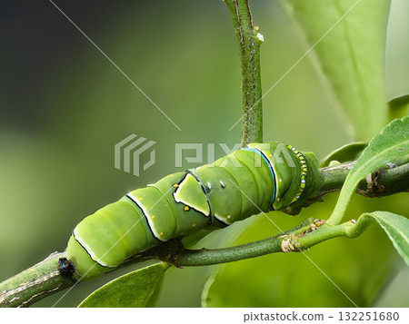 燕尾蝶幼蟲正在吃樹葉 燕尾蝶幼蟲正在吃樹葉 132251680