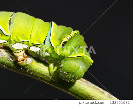 葉子上的燕尾蝶幼蟲 葉子上的燕尾蝶幼蟲 132251681