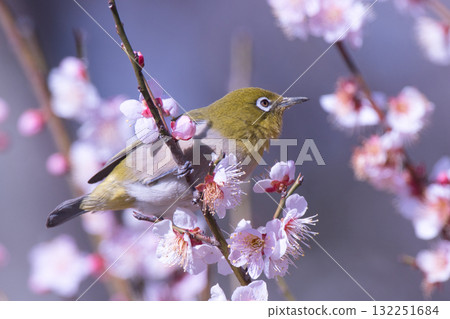 Mejiro吮吸梅花的蜂蜜 132251684